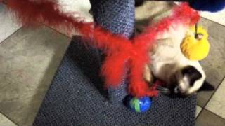 Sininho - Cats in the Cradle - Cat Stevens