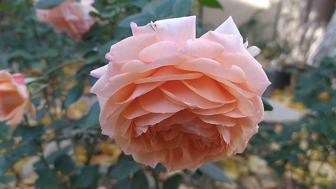 РОЗА Сурир дэ Хавр/Sourire du Havre/ОЧАРОВАТЕЛЬНАЯ