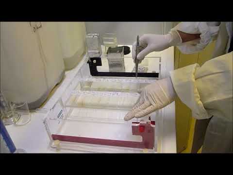 Comet Assay Protocol