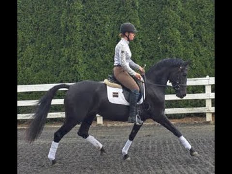 2015 Mare - Sheeza Fürst by Fürstenball