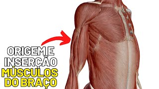 ORIGEM e INSERÇÃO dos músculos do BRAÇO! Qual a origem e inserção dos músculos do braço?