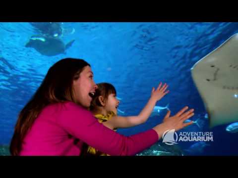 One-Day Admission for One, Two, or Four to Adventure Aquarium (Up to 18% Off) - Second Medium