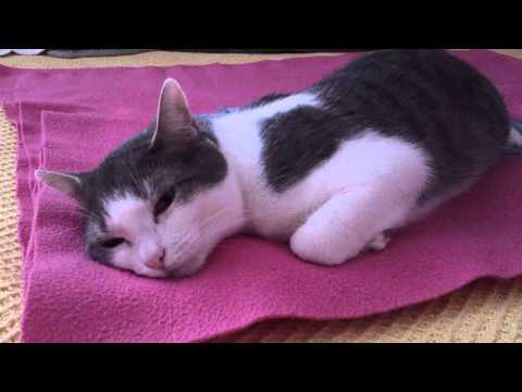 FUNNY CATS LINA & LUANA - LUANA