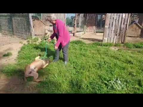 Vídeo de WINSTON