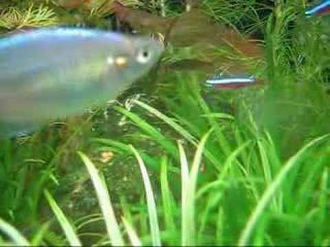 celestial pearl danio 02