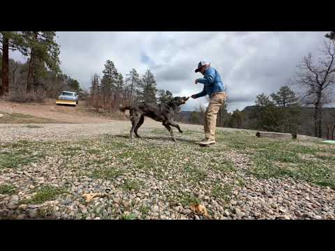 First Session of Possession Play (tug) with a Motivated Dog