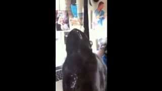 Love Shuga Music Video - Teaser