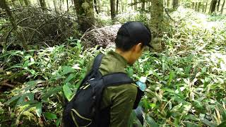 烏帽子からP1928mに向かう途中の藪こぎ
