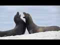 Sea Lions Fighting Galápagos