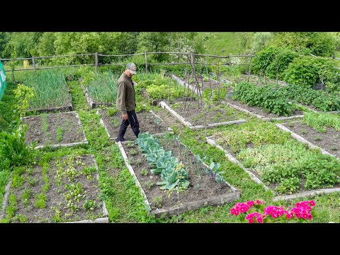 Cea Mai Frumoasa Gradina de Legume  De Cand Locuiesc La Cabana- Ep323