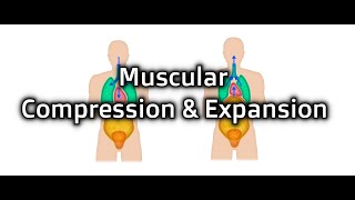 Muscle Compression and Expansion