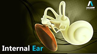 Internal Ear | Sense Organ | Biology | Allen Digital