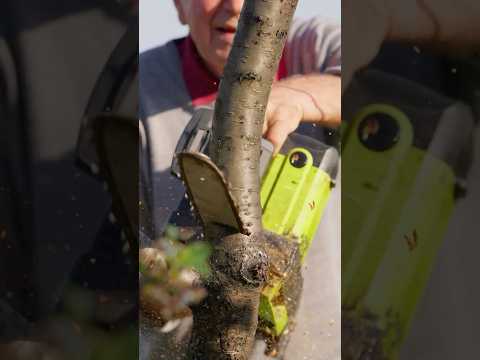 Satisfying tree pruning and garden care #satisfying #gardening #shorts