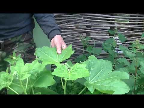 Malwa - kobiece zioło