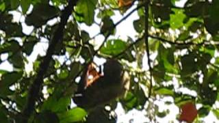 preview picture of video 'Wild Two-toed Sloth in Ecuador Cloud Forest'