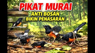 Download lagu Suara Pikat Murai Ampuh Nembak Panjang Paling Dicari 2026 mp3