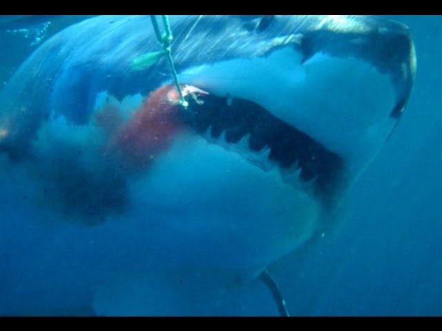 Great White Shark Cage Dive - Meet Jaws!