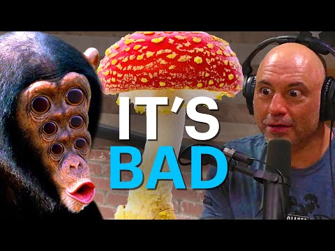 The Stoned Ape Theory is bad