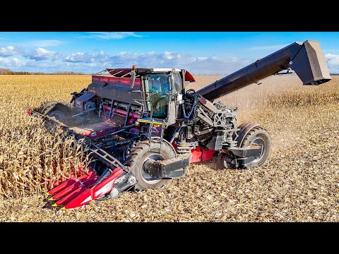 NEXAT Systemtraktor + 31 Reihen Maisvorsatz  bei der Maisernte 2025 | Corn harvest 2025 harvest 25