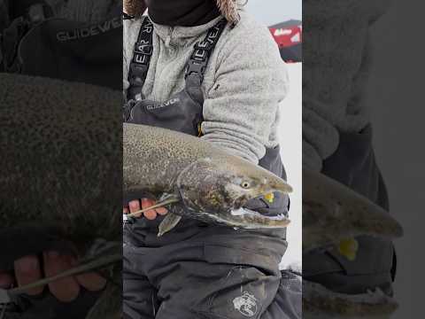 Chinook Salmon Under the Ice #salmonfishing #icefishing #kingsalmon