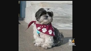 Harvard Students, Staff Search For Beloved Therapy Dog