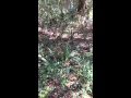 Misteriosa planta que no para de moverse