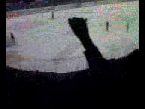 Pelicans - Hifk 16.1.2010 Huutelua