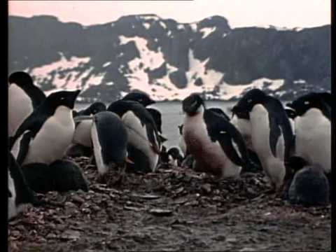 (4) La Collection COUSTEAU - La glace et le feu (1974) - Le vol du Pingouin (1974)