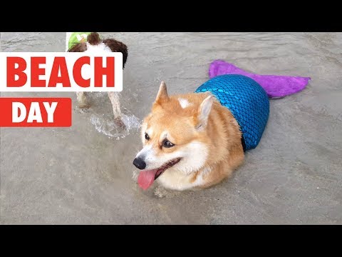 Beach Day Pets!