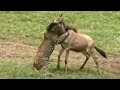 Leopards VS Wildebeest BBC Studios
