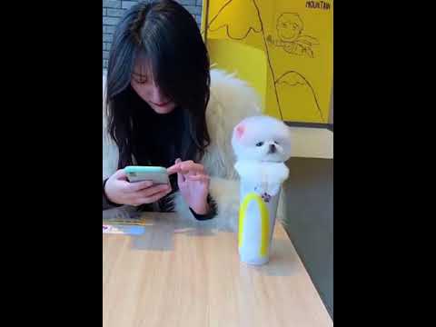 dog prank  with a girl