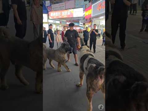ALABAI VS PASTOR DO CÁUCASO