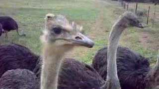 preview picture of video 'Ostrich Farming - Mooiberg Farm, Klein Karoo, South Africa'