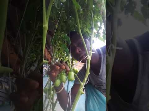 Easy way of supporting your tomato fruits 🍅🍅🌱🌱