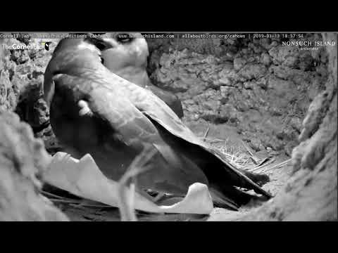 Cahow (Bermuda Petrel) couple reunites in their nest burrow 1/13/19