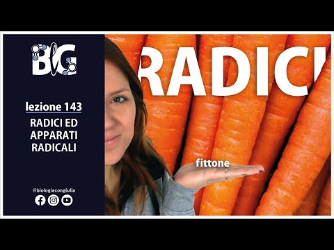 RADICI ed APPARATI RADICALI: radici seminali o avventizie; apparato radicale a fittone o fascicolato