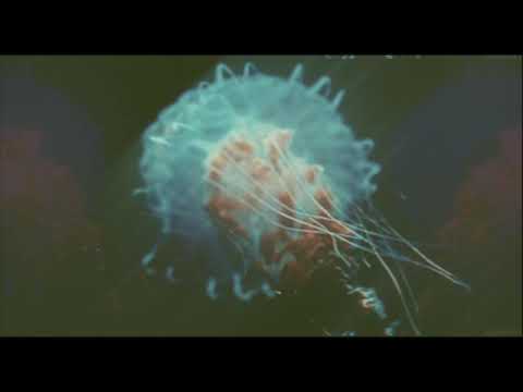 FREE Ambiant Sample by TheAttic  (Dmin / Amin 69 bpm)