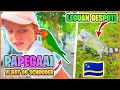 PAPEGAAi VLiEGT OP SCHOUDER & LEGUANEN OP GOLFBAAN ( Curaçao) ?? |  Bellinga Vlog #3058