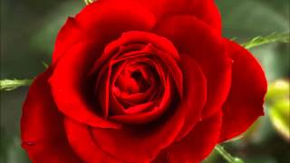 No Sentiment is Shown