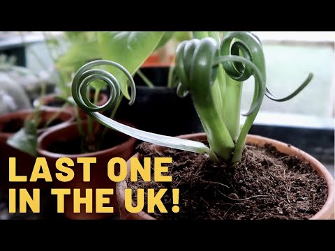 Albuca Spiralis ~ Frizzle Sizzle Care Guide & Species Spotlight - Corkscrew Albuca