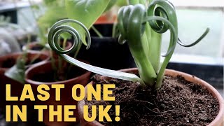 Albuca Spiralis ~ Frizzle Sizzle Care Guide & Species Spotlight - Corkscrew Albuca