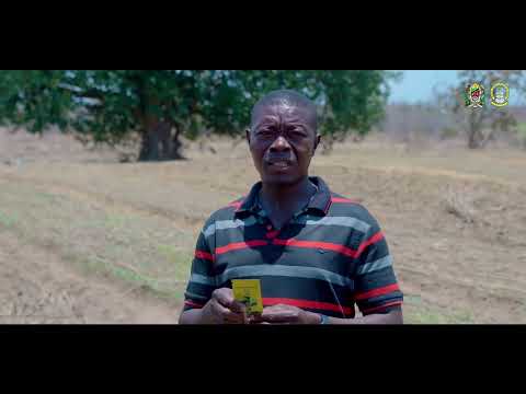 MAURIDI KALEKWA MKULIMA WA TUMBAKU