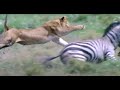 Lions Hunt Zebra Wildlife Specials BBC