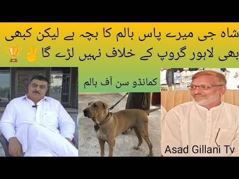 Very Good Interview And Very Good Shoq of AllahDita Numberdar Sader Kashmir Panther Group #doglover