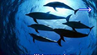 Unterwasser Musik - Entspannungsmusik Unterwasser - Unter Wasser Musik Wale Gesang