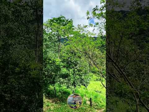 Nuestros bellos paisajes de nuestra hermosa tierra de Río Negro municipio Córdoba Táchira Venezuela