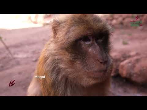 M'Goun Geopark Series — Episode 1: Ouzoud Waterfalls (EN)