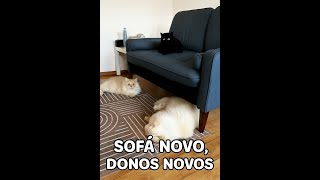 I changed the sofa and the cats have already taken over!