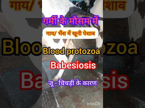 , title : 'symptoms of blood protozoa ! babesiosis@farmingleaderOfficial@TechnicalFarming@baderalsafar'