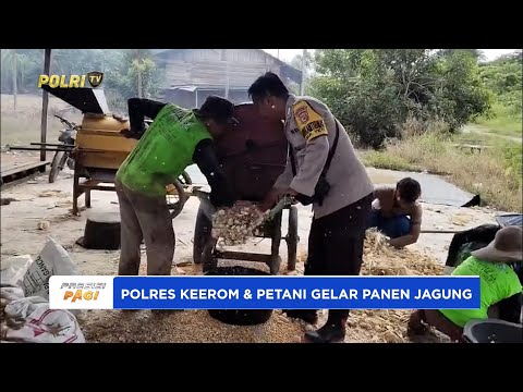 BHABINKAMTIBMAS KAMPUNG YEETI &amp; KELOMPOK TANI GANJA MENJEMUR JAGUNG HASIL PANEN KUARTAL KE-5